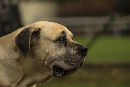 African mastiffs animals