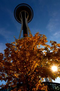 Seattle Space Needle and Yellow Leaves