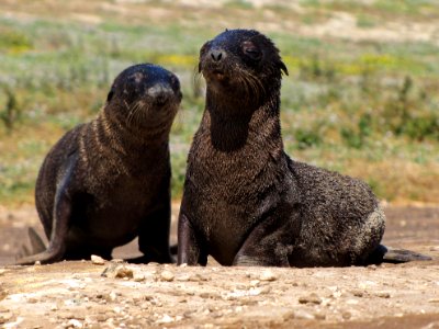Fur Seal Faces photo