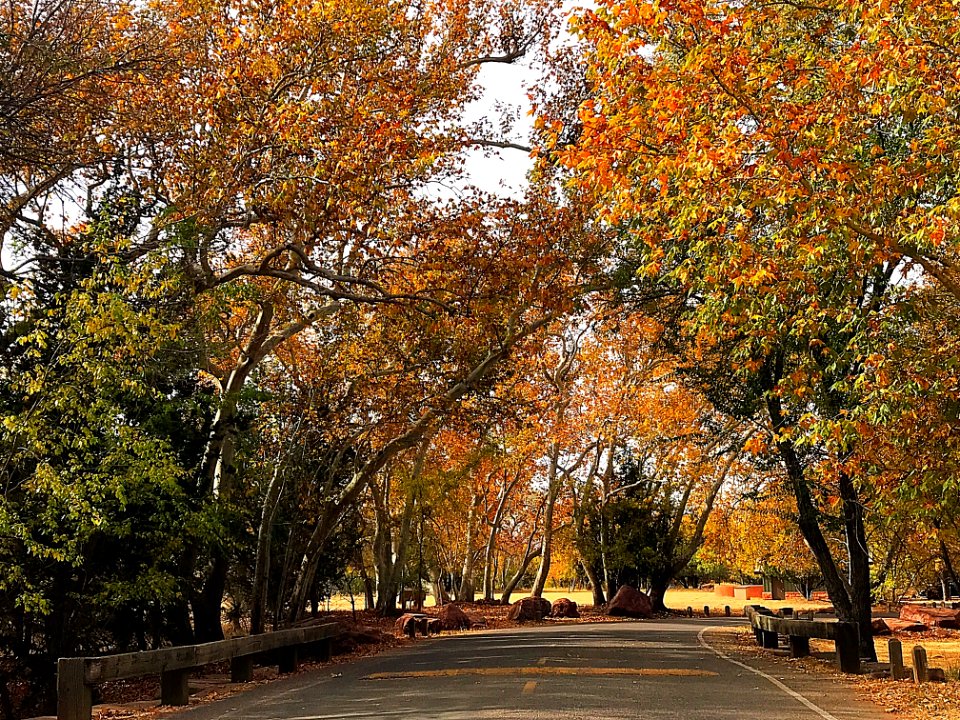 Fall color at Crescent Moon Ranch (November 15, 2017)