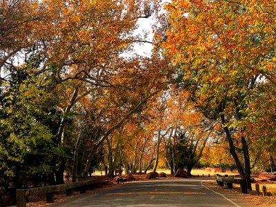 Fall color at Crescent Moon Ranch (November 15, 2017)
