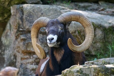 Mouflon climber mountains