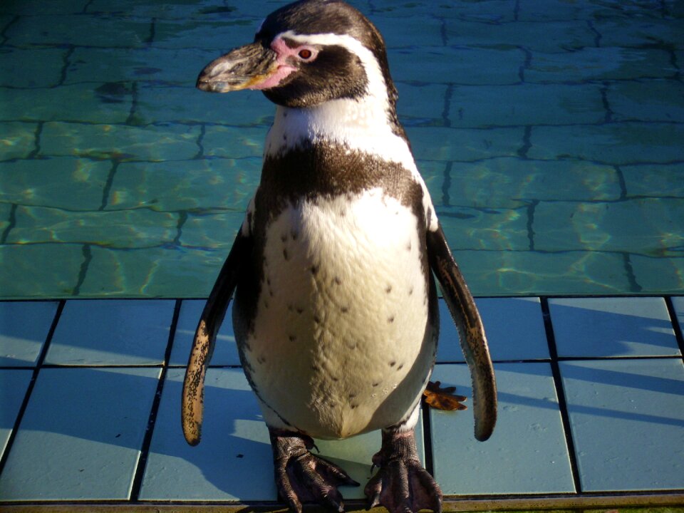 Penguin animal zoo