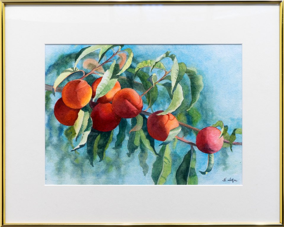 024 | Florence Setzer | Ready to Pick | Watercolor | 16x20