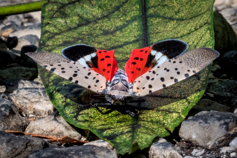 20180830-APHIS-LSC-0777