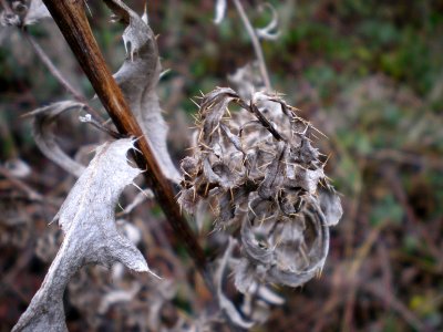 thorns