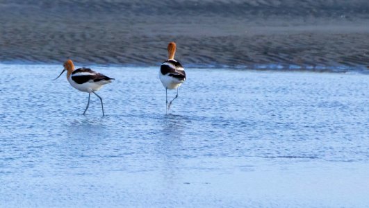 2 American Avocets part 3