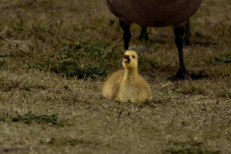 Crying gosling