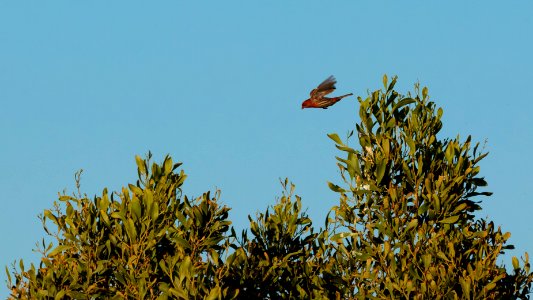 Red Headed Bird Flying in Treetops