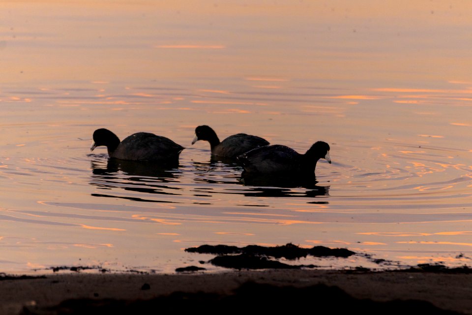 3 American Coots making ripples