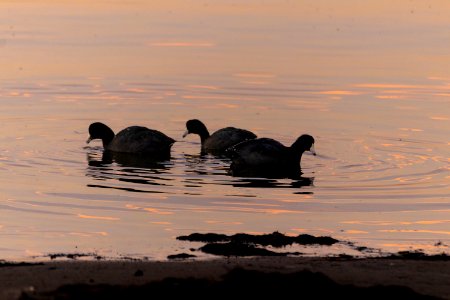3 American Coots making ripples