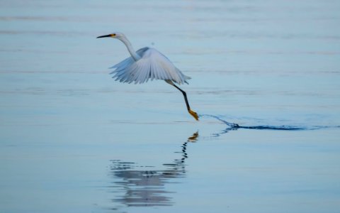 Egret with Yellow Feet Taking Off from Water photo