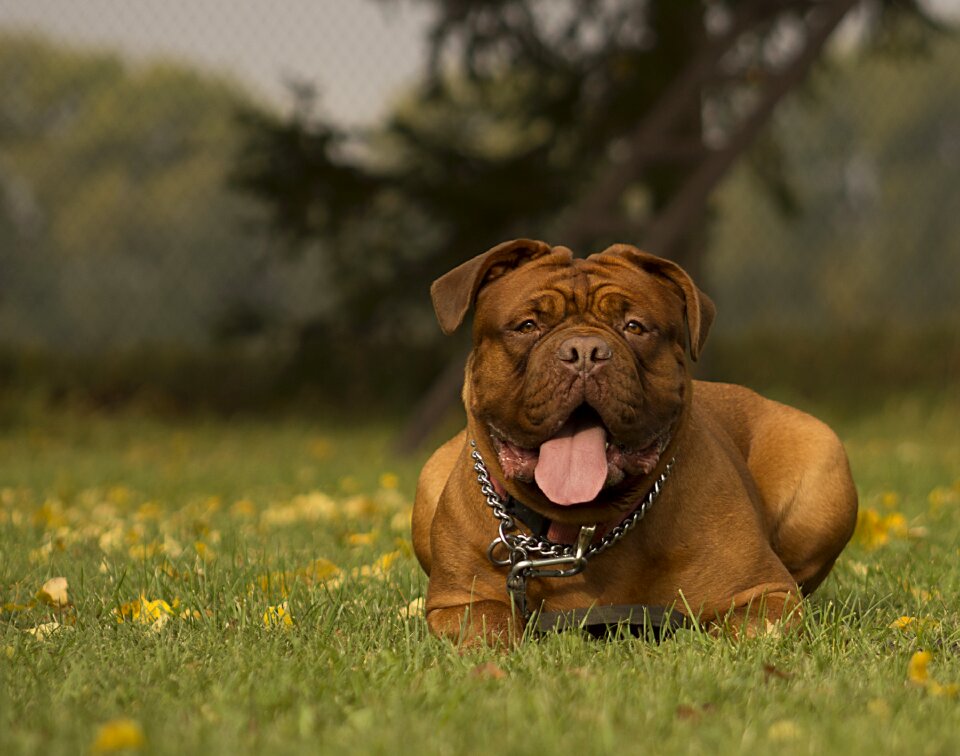 Mastiffs background french