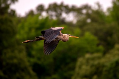 Great Blue Heron 06-07-2019 051 Sandy Point