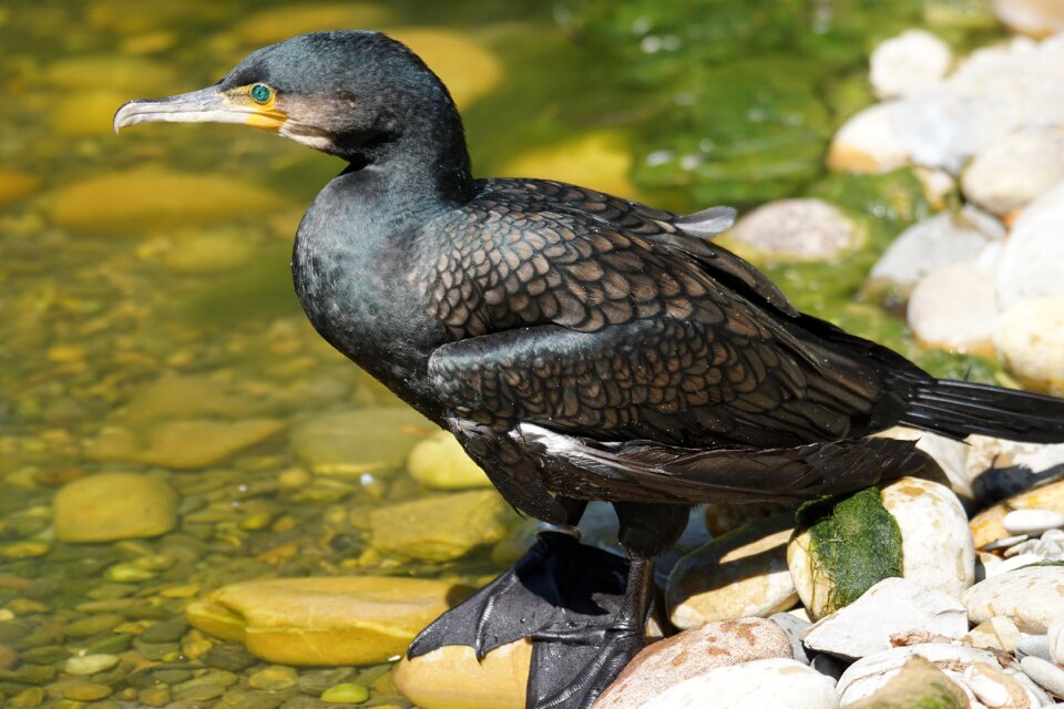 Cormorant water bird zoo