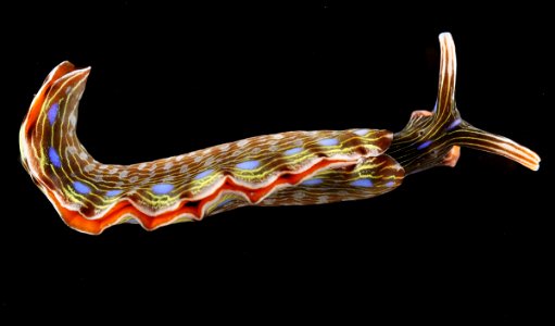 pacific nudibranch photo