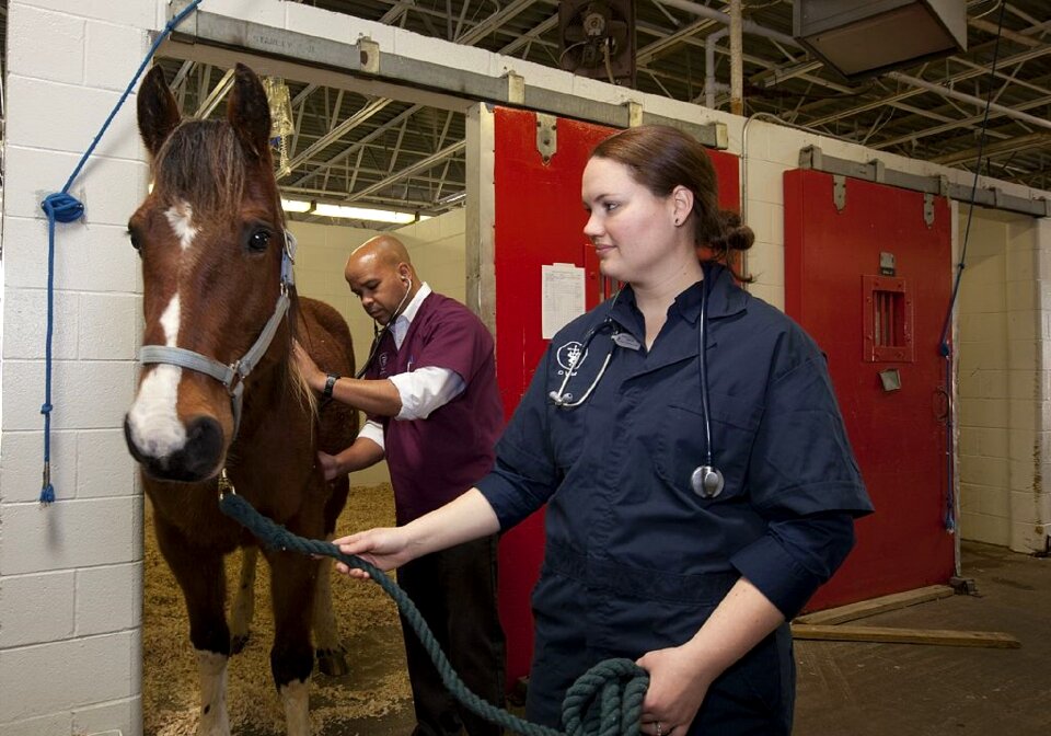 Domestic pet checkup