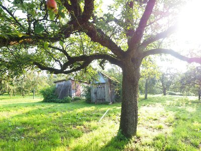 Tree apple tree orchard