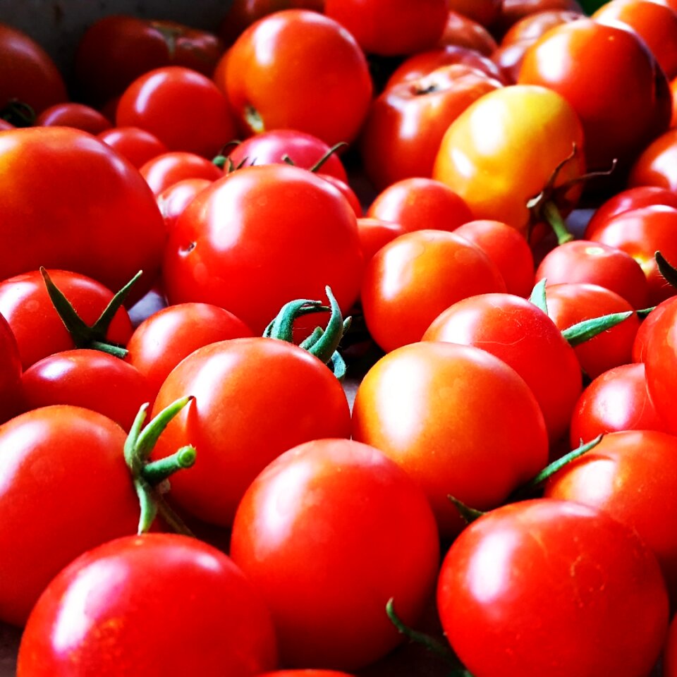 Tomato vegetarian agriculture