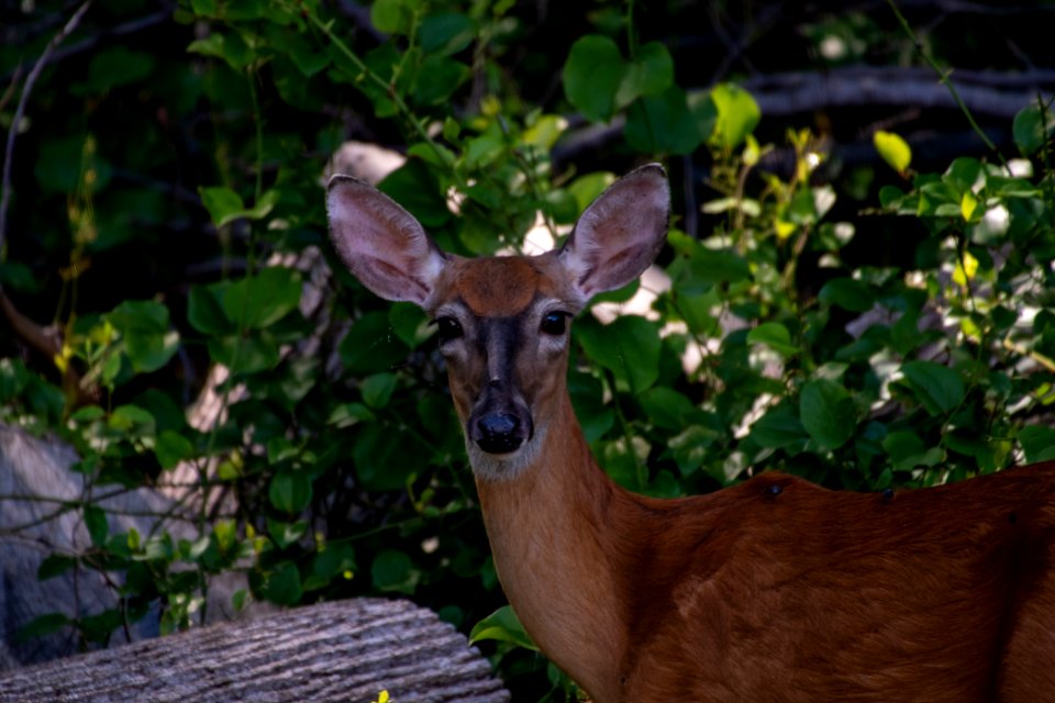 White Tailed Deer 2525
