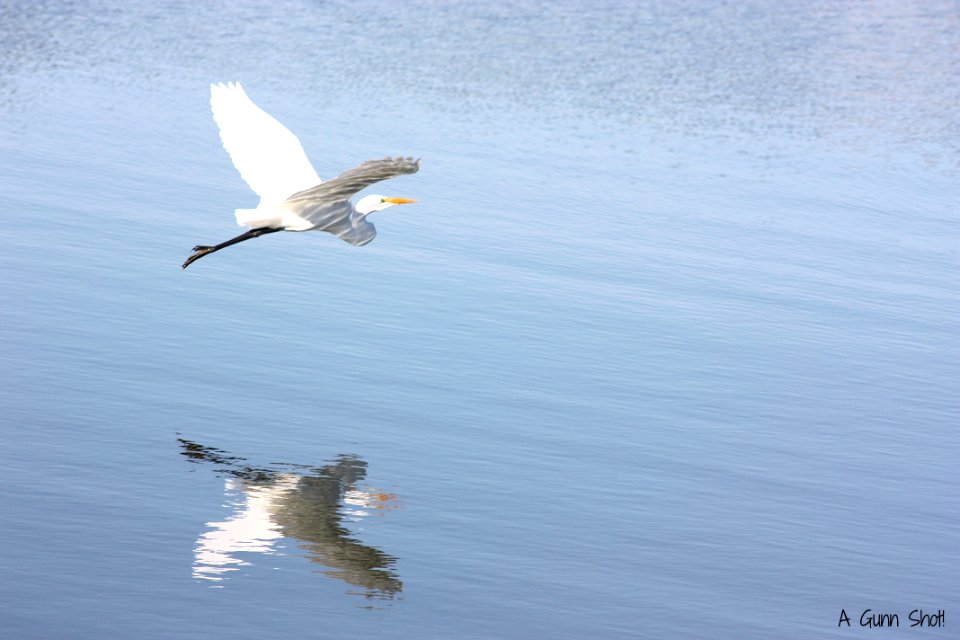 Egret in Flight