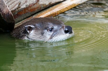 Otter water head