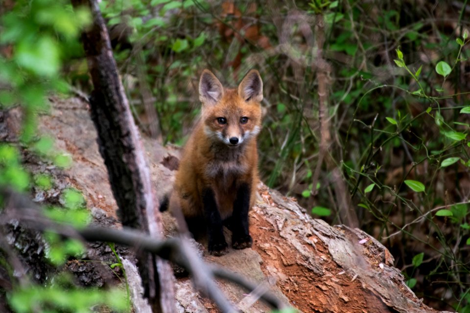 Red Fox 05-06-2018 043