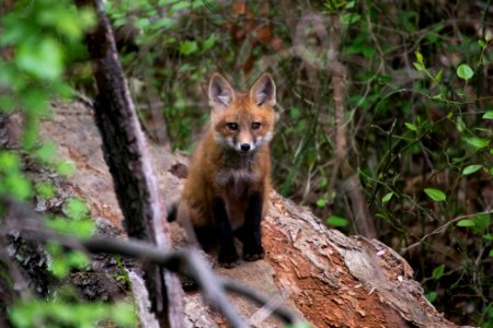 Red Fox 05-06-2018 043