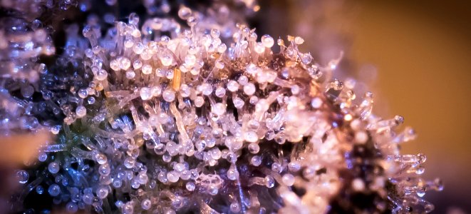 Super Macro Blue Dreams