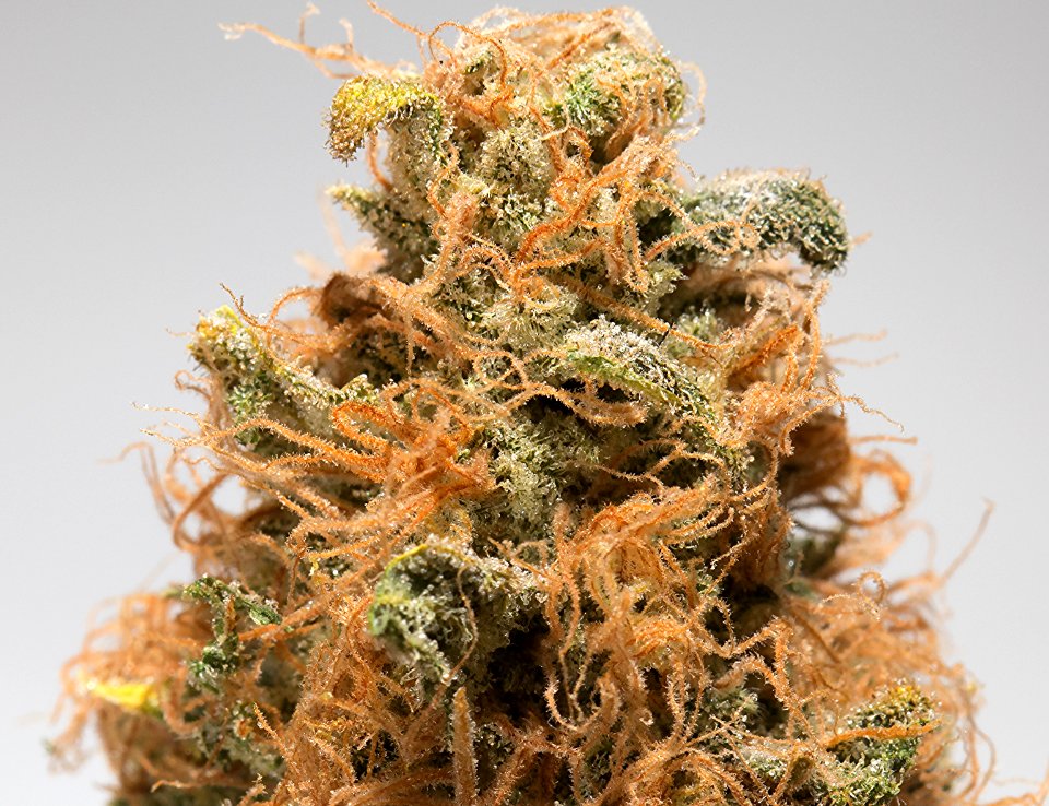 Sour-Grape-Macro