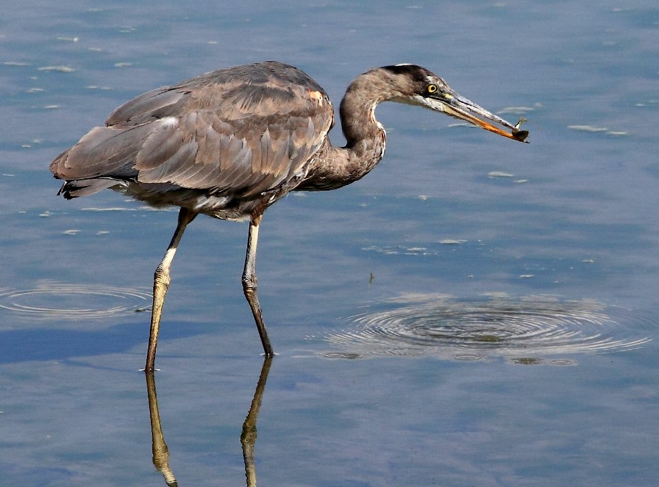 Pitt River - Blue Heron Catching Fish