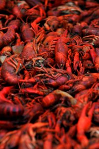 Louisiana crawfish boil