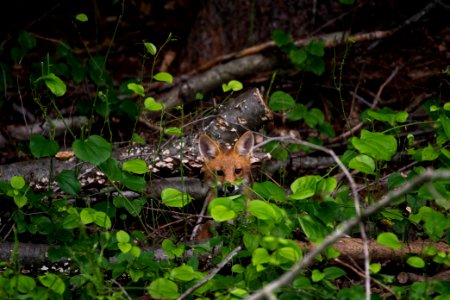 Red Fox 06-09-2018 03