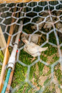 20160521-RD-LSC-0404