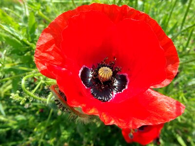 Flower red poppy