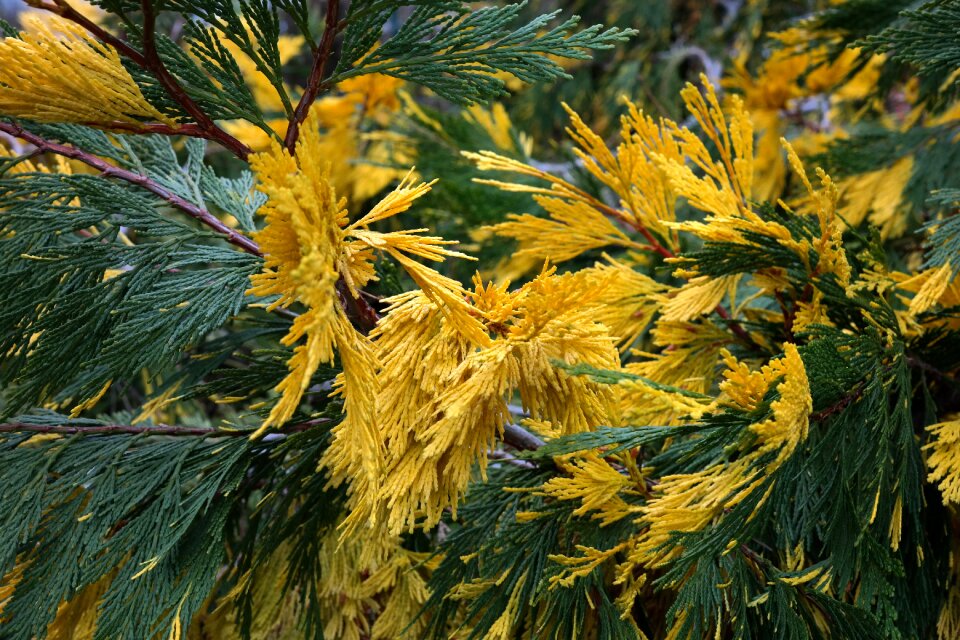 Calocedrus decurrens calocedrus river cedar