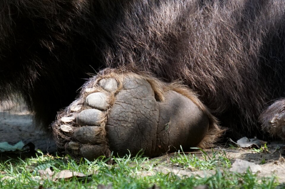 Paw zoo plantigrades