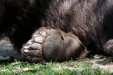Paw zoo plantigrades