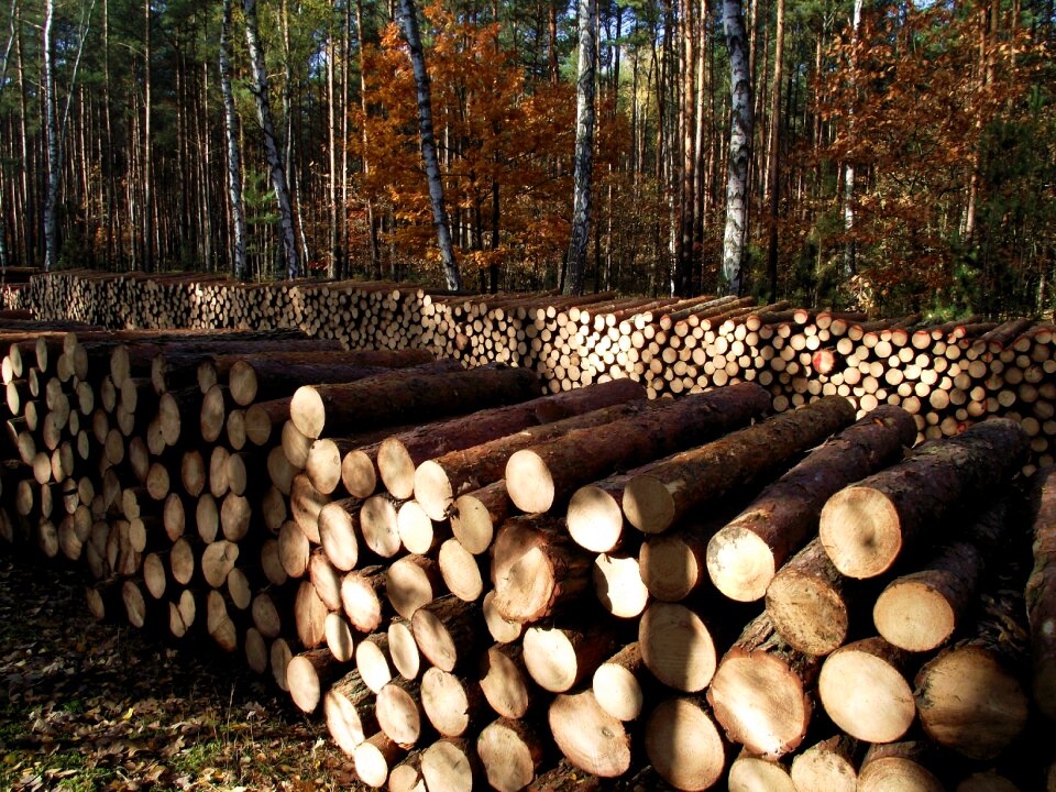 Sawn timber sunny pile of wood