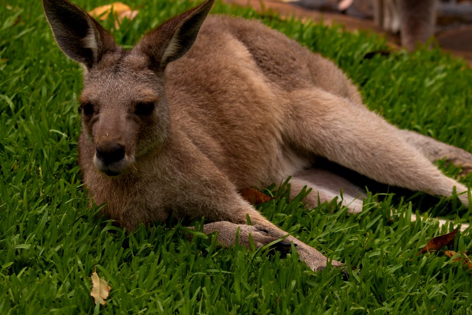 Wallaby