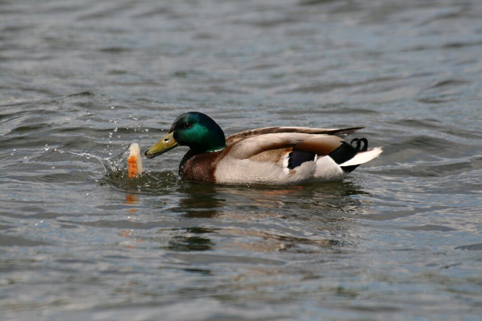 Water landscape animals
