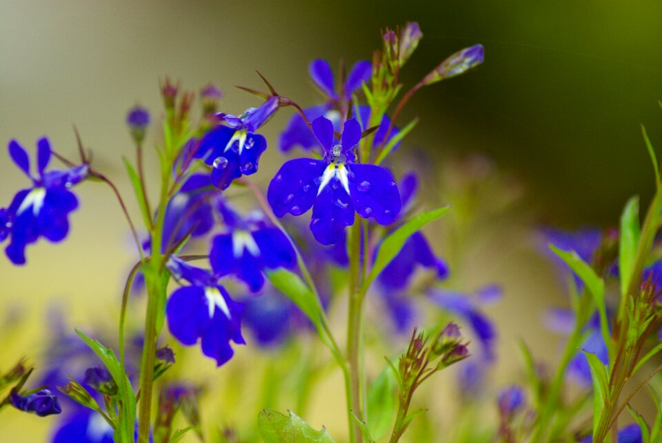 Flowers blue flowers drops of water