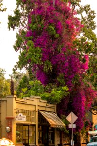 Huge Bougainvillea