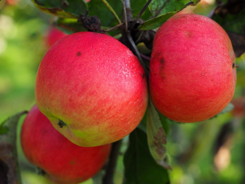 Healthy delicious fruit