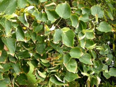 LindenFoliageStudy2016 Tree CY1b