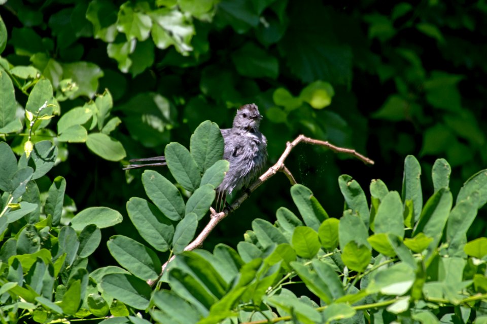 Gray Catbird 06-16-2018 007