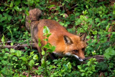 Red Fox 05-06-2018 077