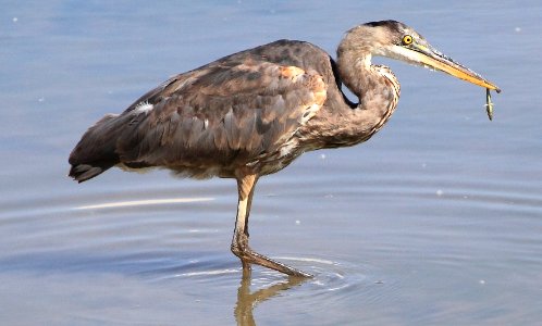 Pitt River - Blue Heron Catching Fish photo