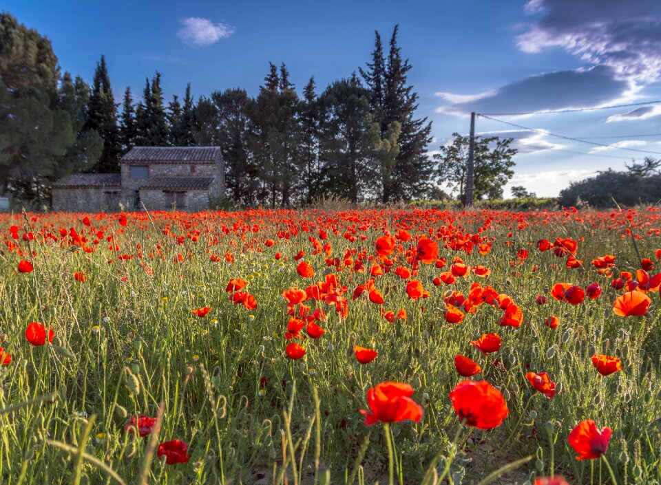 Poppy field meadow