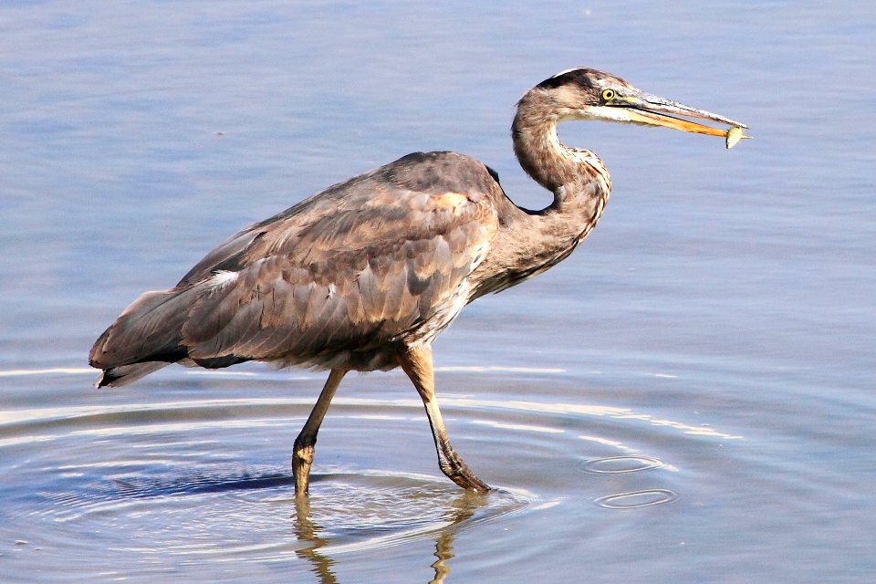 Pitt River - Blue Heron Catching Fish